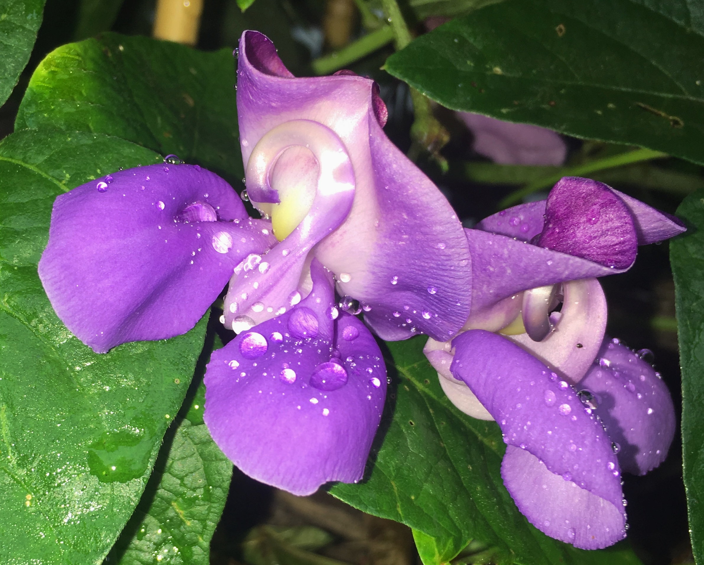 Purple Snail Vine